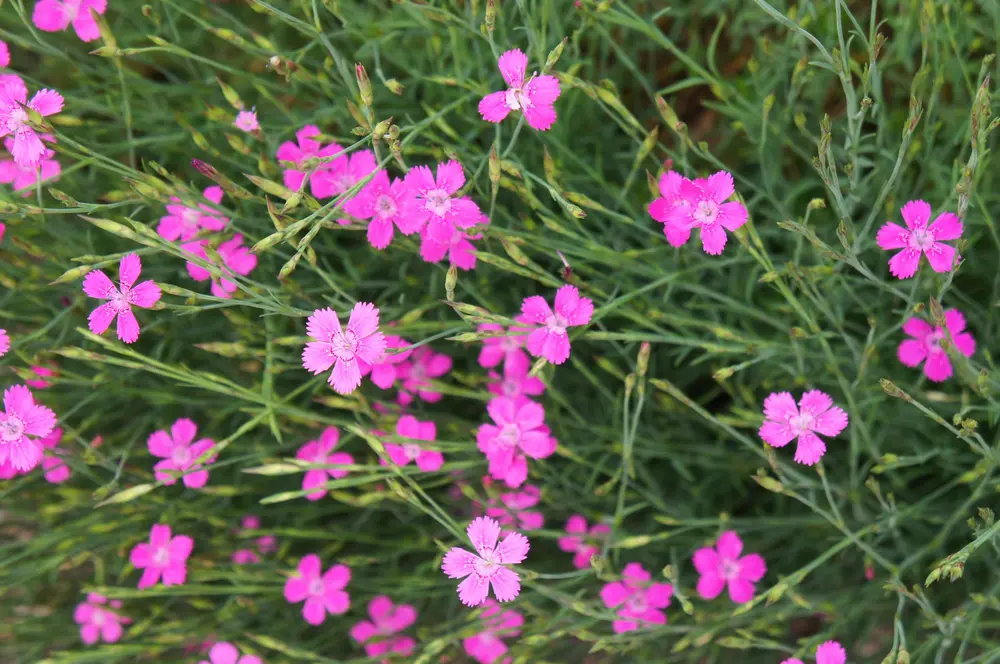 Heide-Nelke (Dianthus Deltoides)
