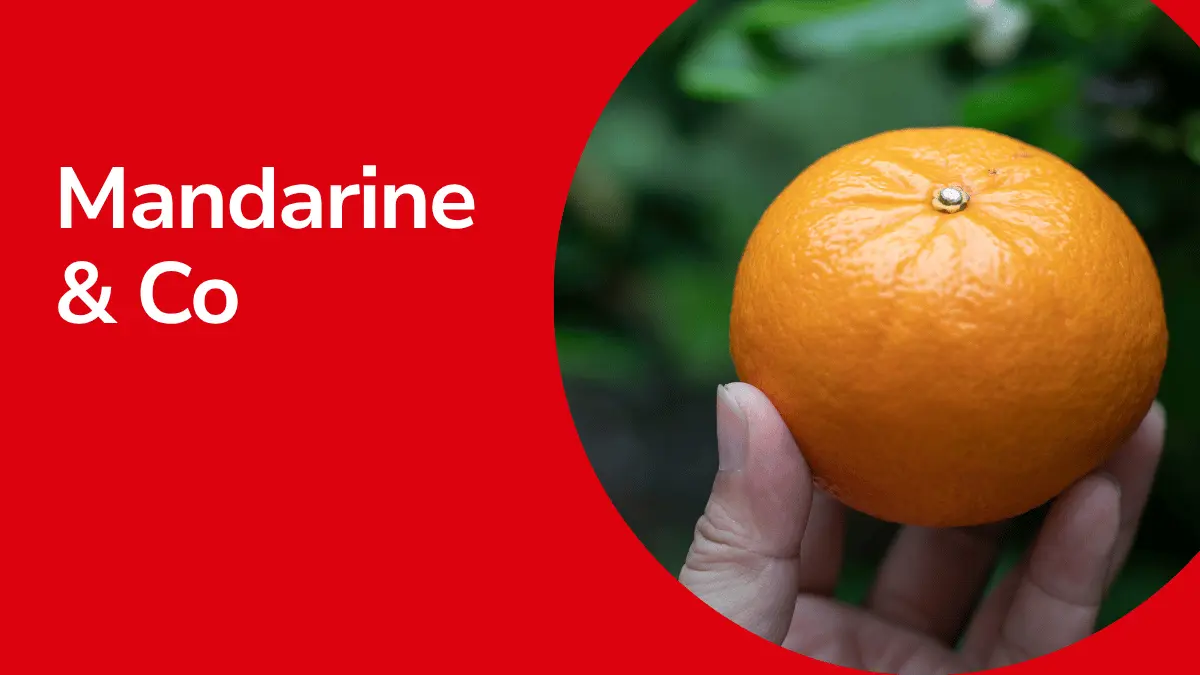 Mandarine mit Text ,,Mandarine & Co"