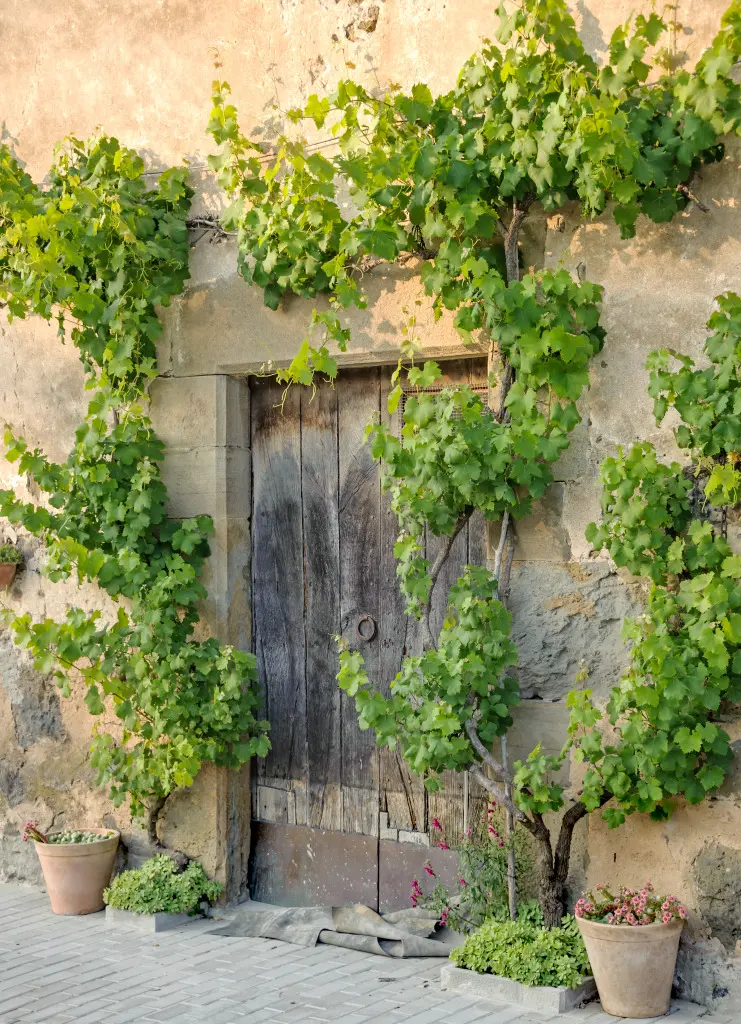 Rankende Echte Weinrebe mit großen Blättern