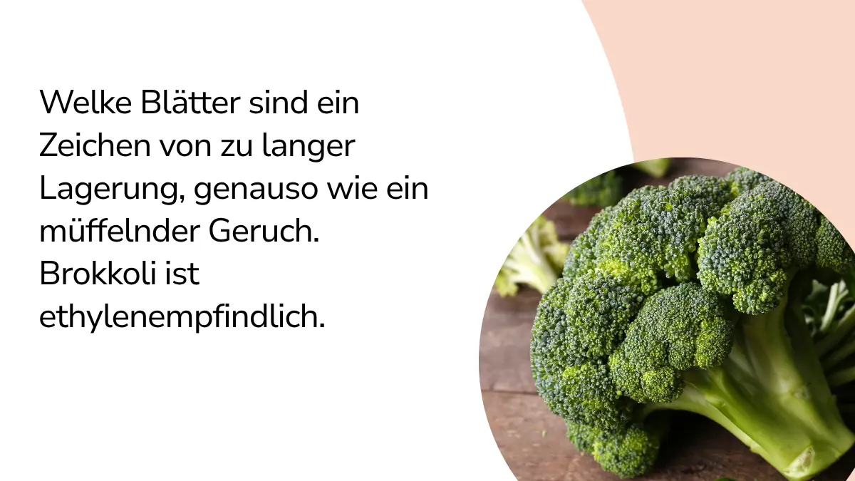 Brokkoli mit Text ,,Welke Blätter sind ein Zeichen von zu langer Lagerung, genauso wie ein müffelnder Geruch. Brokkoli ist ethylenempfindlich."