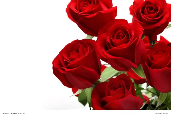 Rote Rosen