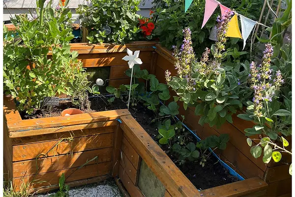 Hochbeet mit Salbeipflanzen