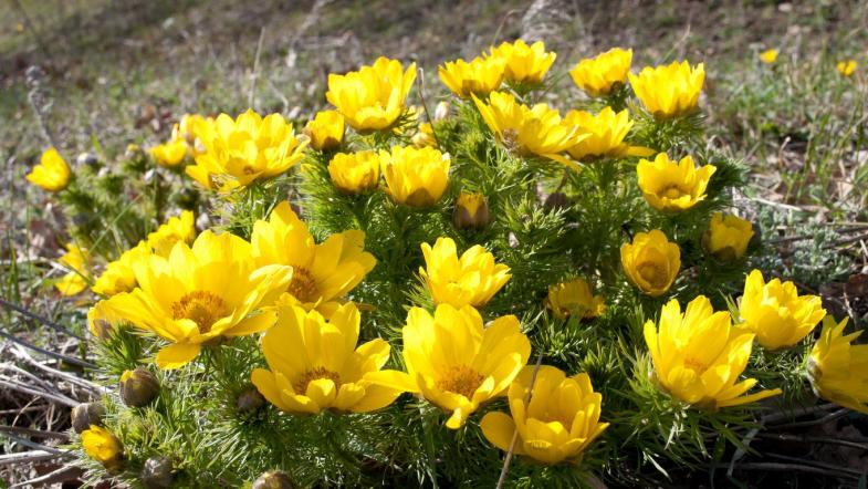 Adonisröschen (Adonis Vernalis)