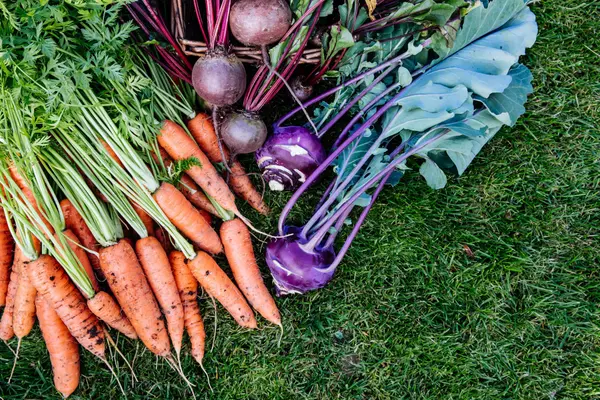 Frische Karotten, rote Beete und Kohlrabi mit Pflanzengrün liegen im Gras. 