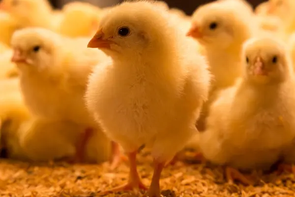 Kleine, flauschige, gelbe Küken