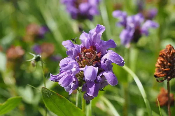 Grossblütige Braunelle (Prunella Grandiflora)
