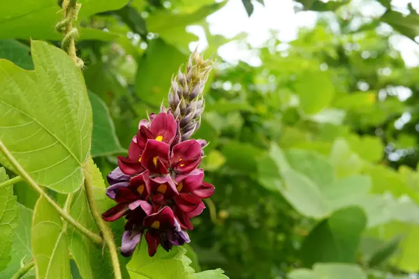 Kudzu – die asiatische Hülsenfrucht