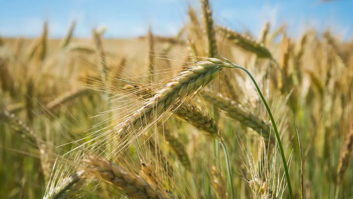 Roggen auf Feld