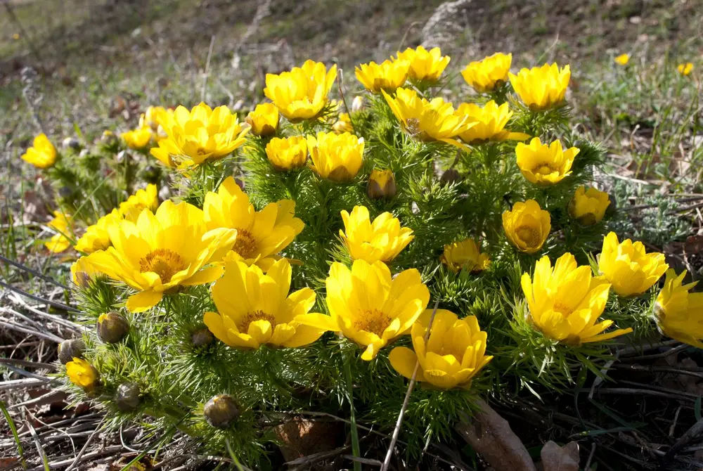 Adonisröschen (Adonis Vernalis)