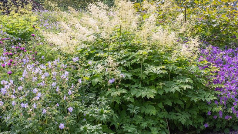 Hoher Wald-Geißbart (Aruncus dioicus)