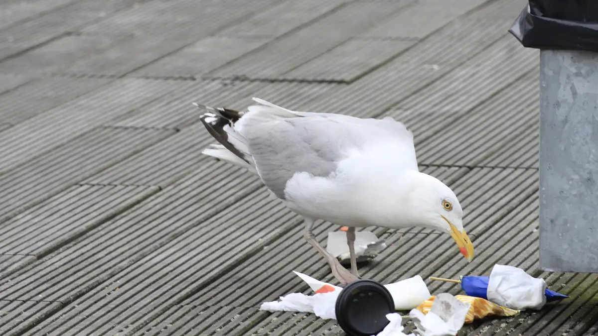 Eine Möwe pickt neben einem Mülleimer in einem Haufen Abfall.