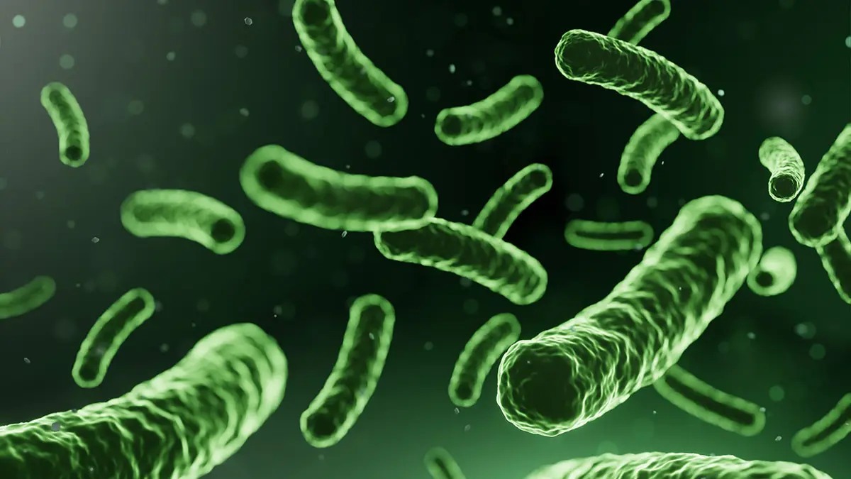 Mikroorganismen – gut investiert für Verdauung und Immunsystem?