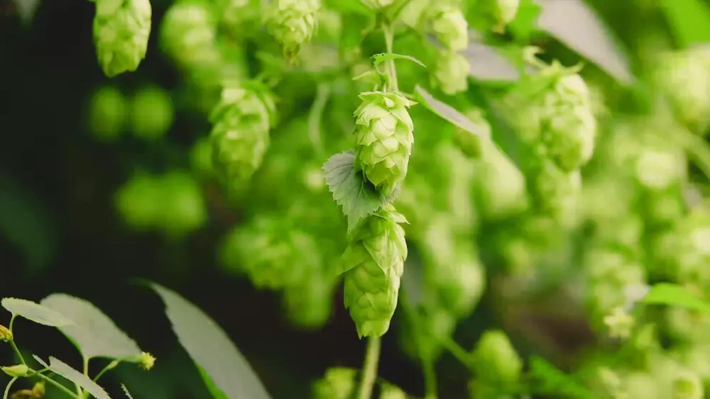 Hopfen (Humulus lupulus)
