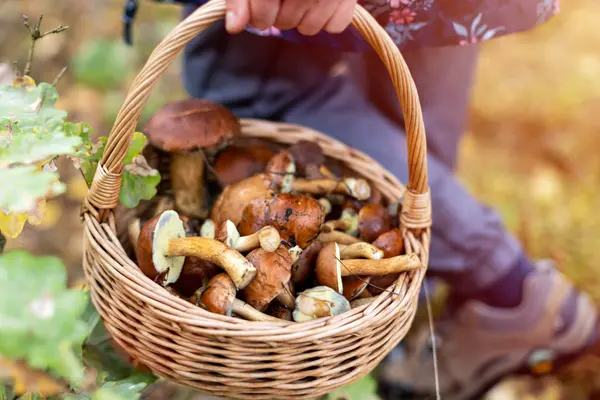 Waldpilze in einem Korb