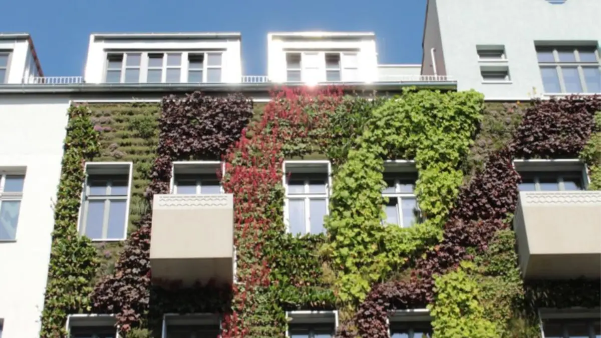Grüne Pflanzen an einer Hauswand als Hitzeschutz und Klimaanpassung.