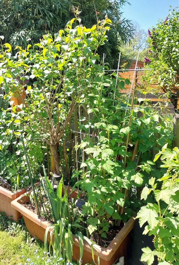 Garten mit Beerensträuchern