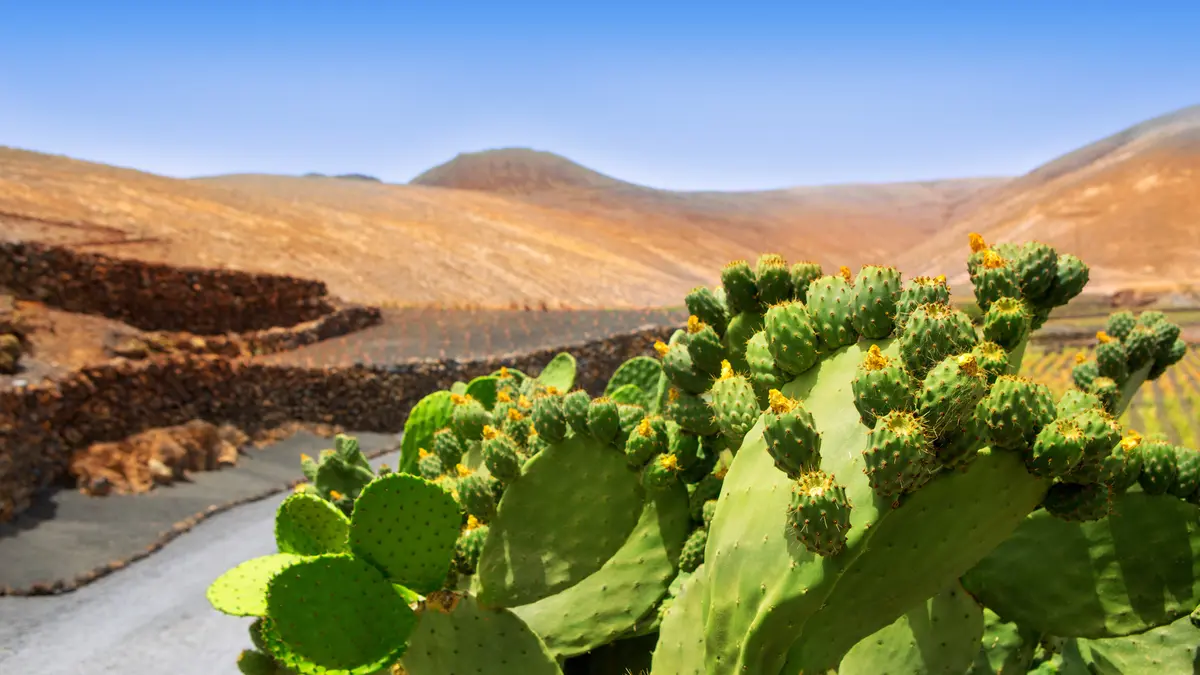Nopal Pflanze Nahrungsergänzugsmittel