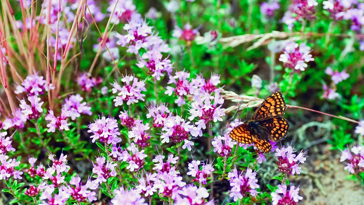Schmetterling auf lila Thymianblüten