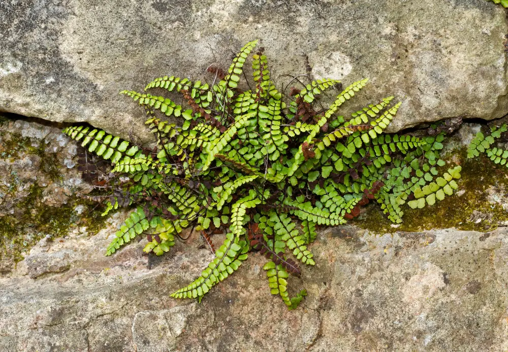 Braunstieliger Streifenfarn (Asplenium trichomanes)
