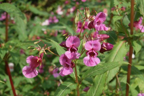 Drüsiges Springkraut