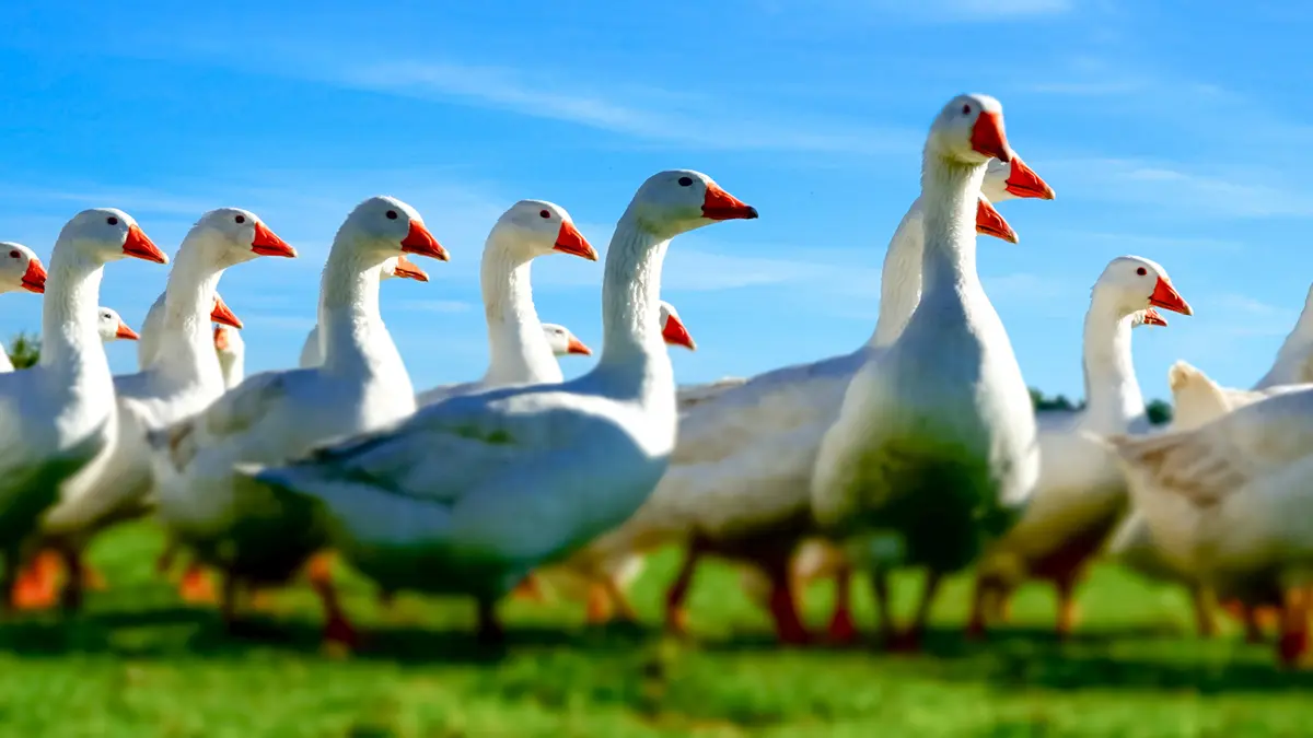 Gänse laufen nebeneinander über eine Wiese.
