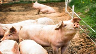 Schweine in einem Außengehege