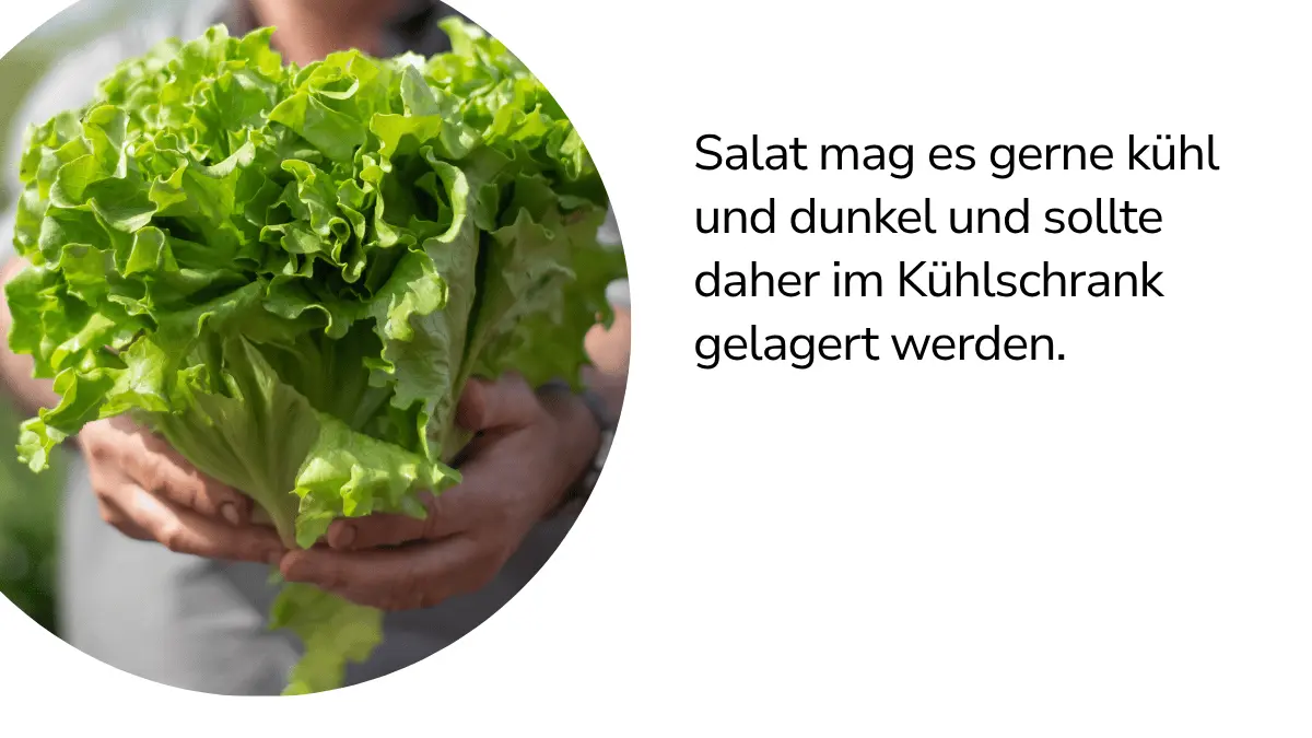 Salat mit Text ,,Salat mag es gerne kühl und dunkel und sollte daher im Kühlschrank gelagert werden."