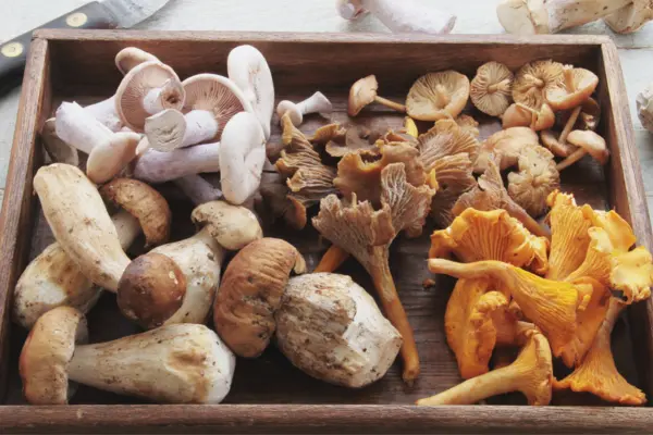 gesammelte Pilze in einem Holzkorb