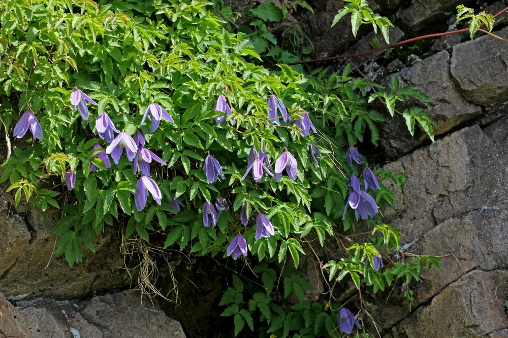 Alpen-Waldrebe (Clematis alpina)