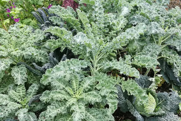 Angepflanzter Grünkohl im Garten