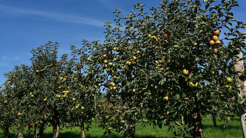 Apfelbäume in Reihe auf einer Plantage