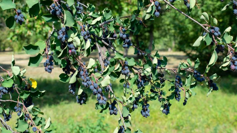 Echte Felsenbirne (Amelanchier ovalis)