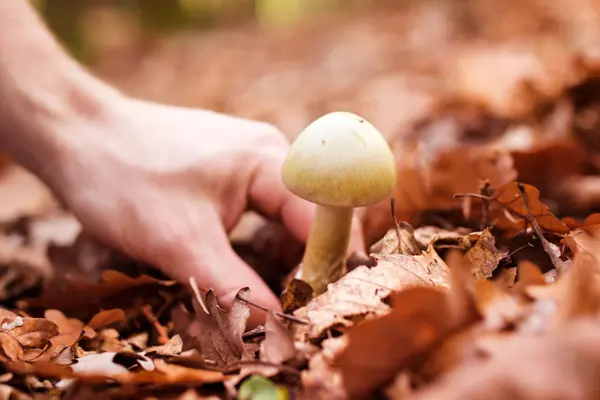 Eine Hand sammelt einen Pilz vom laubbedeckten Waldboden