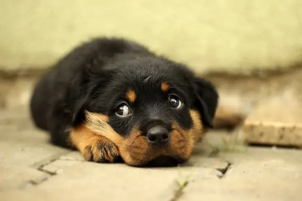 Rottweiler-Welpe liegt am Boden und äugt nach oben