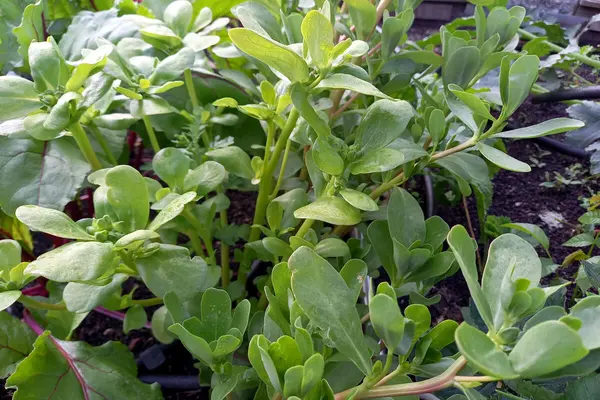 Sommerportulak wächst im Garten