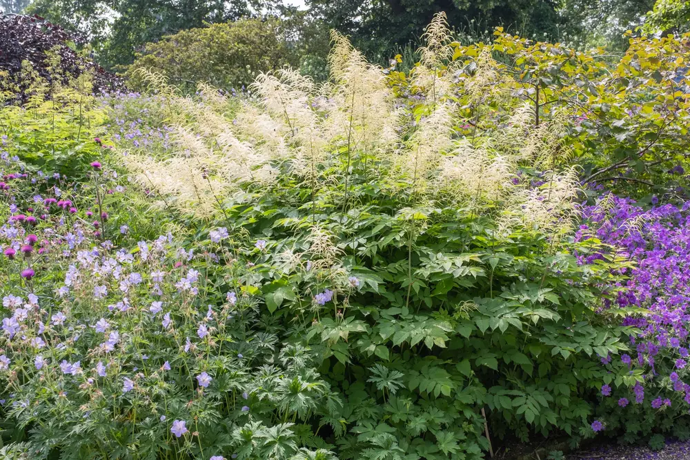 Hoher Wald-Geißbart (Aruncus dioicus)