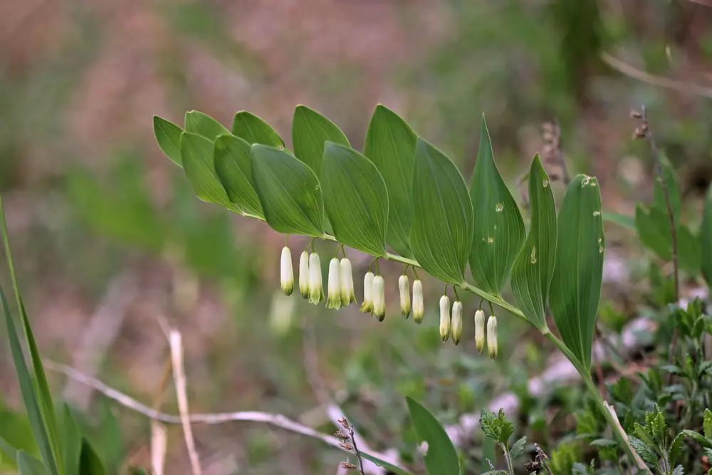 Echtes Salomonssiegel (Polygonatum odoratum)