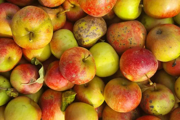 Viele Äpfel auf einem Haufen