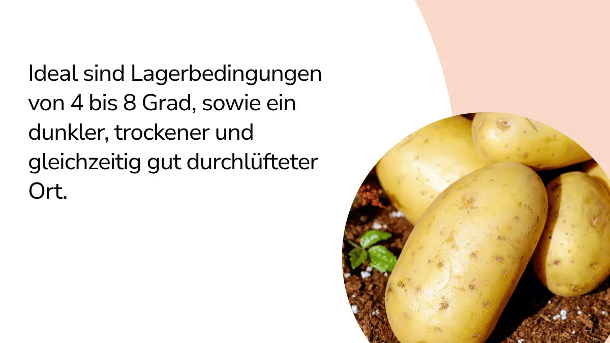 Kartoffeln mit Text ,,Ideal sind Lagerbedingungen von 4 bis 8 Grad, sowie ein dunkler, trockener und gleichzeitig gut durchlüfteter Ort."