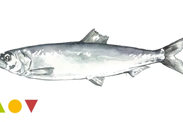 Hering, Atlantischer