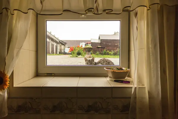 Blick durch ein Kellerfenster mit Vorhängen von innen auf eine Katze draußen