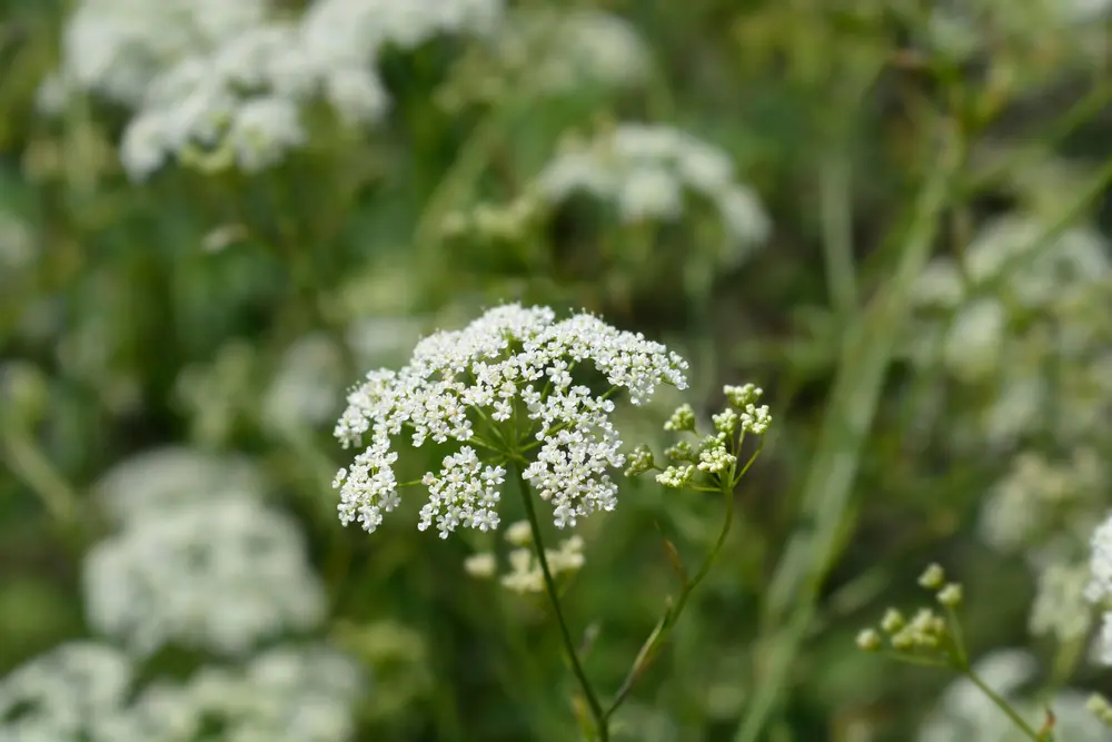 Kleine Bibernelle (Pimpinella Saxifraga)