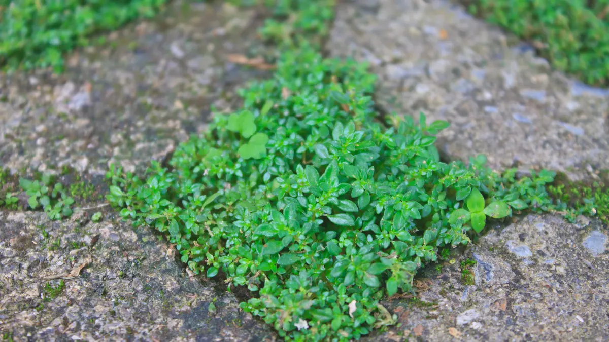 Grün zwischen Pflastersteinen