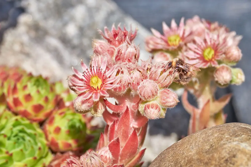 Dach-Hauswurz (Sempervivum Tectorum)