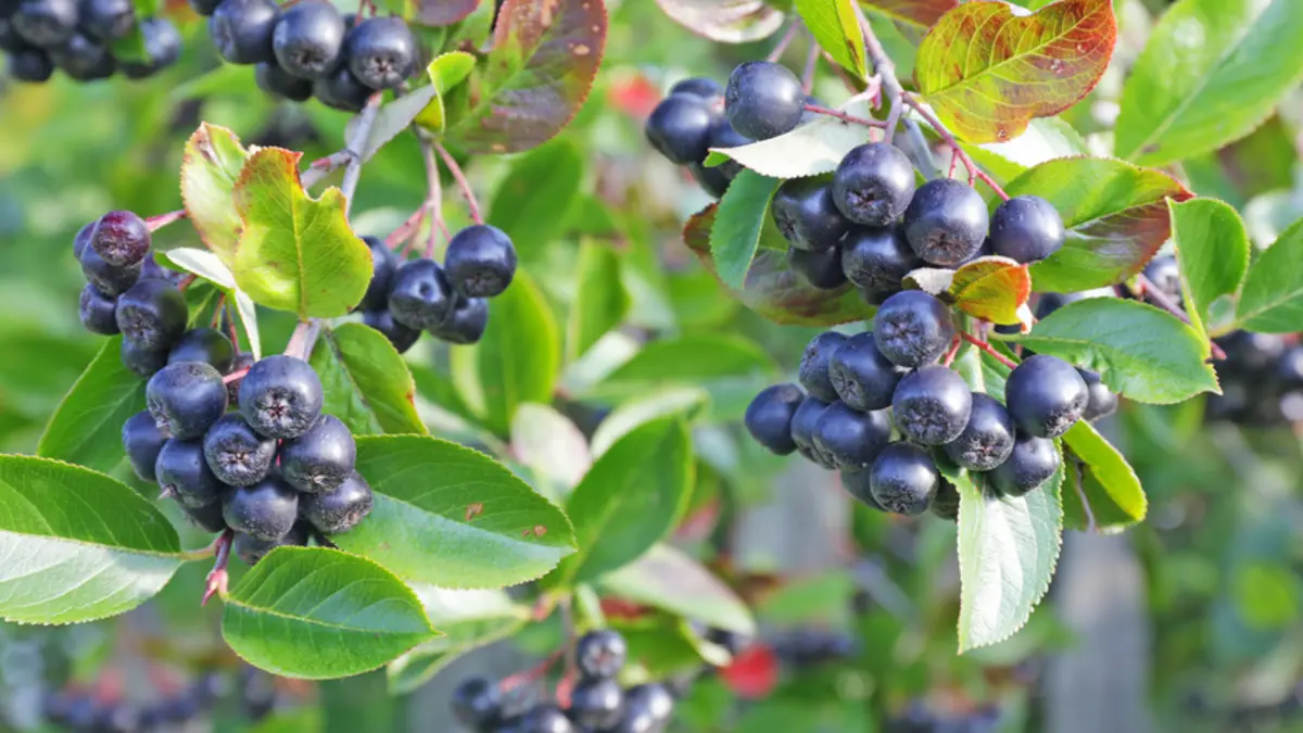 Aroniabeeren werden wegen ihrer wertvollen Inhaltsstoffe derzeit gerne als Superbeeren angepriesen.