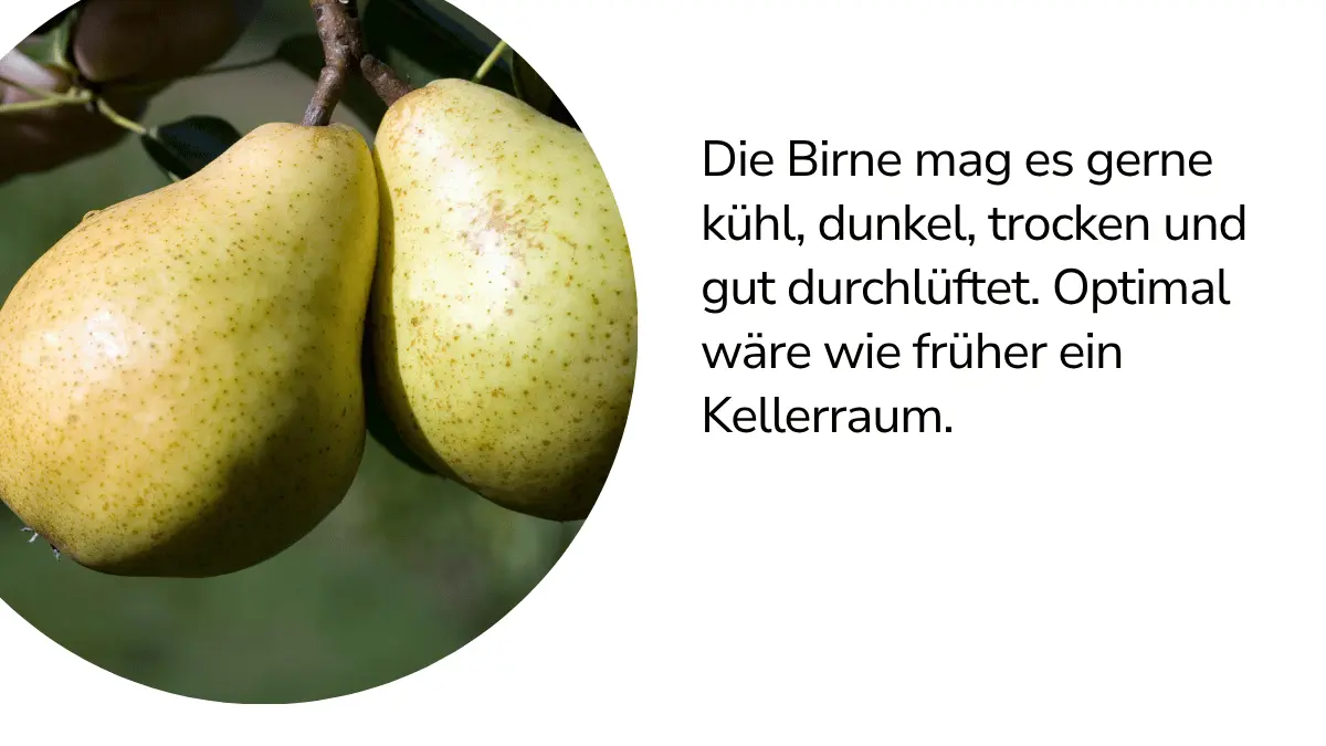 Birnen mit Text ,, Die Birne mag es gerne kühl, dunkel, trocken und gut durchlüftet. Optimal wäre wie früher ein Kellerraum."