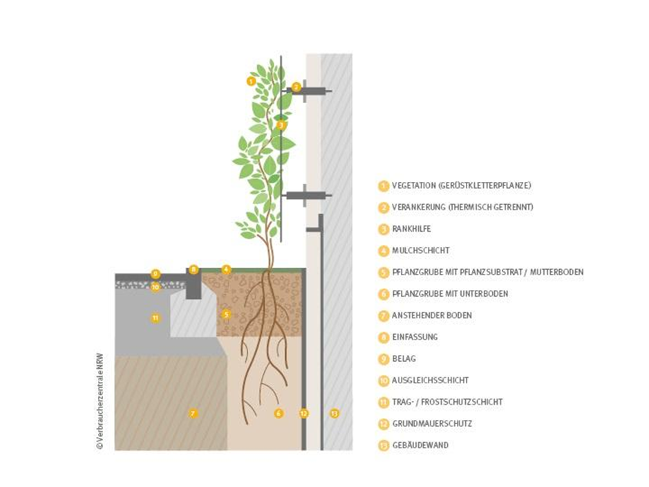Grafische Darstellung einer bodengebundenen Gerüstkletterpflanze
