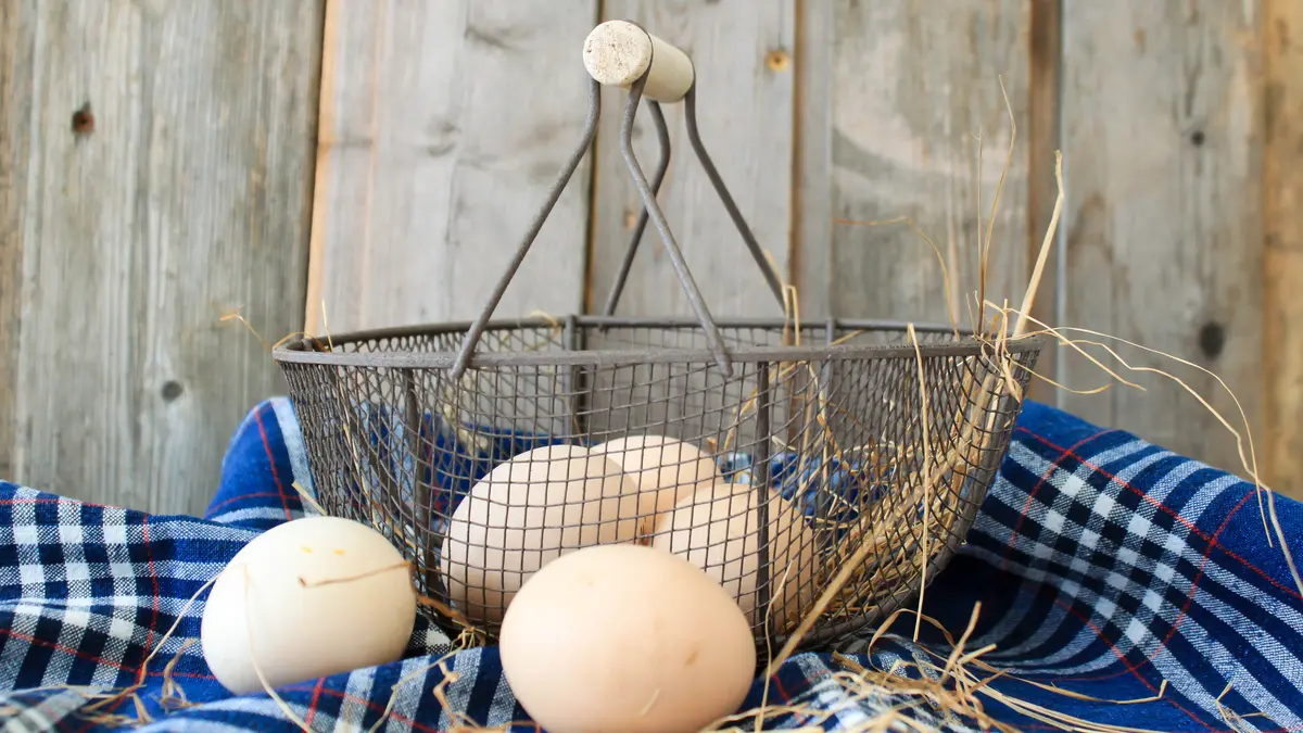 Bio-Eier im Drahtkorb