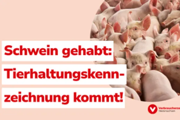 Schwein gehabt: Tierhaltungskennzeichnung kommt