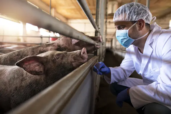 Ein Tierarzt in Schutzkleidung sieht sich Schweine in einem Betrieb an.